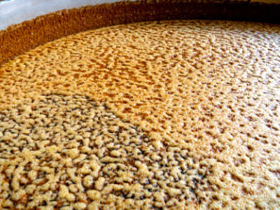 Agavales Tequila Fermentation