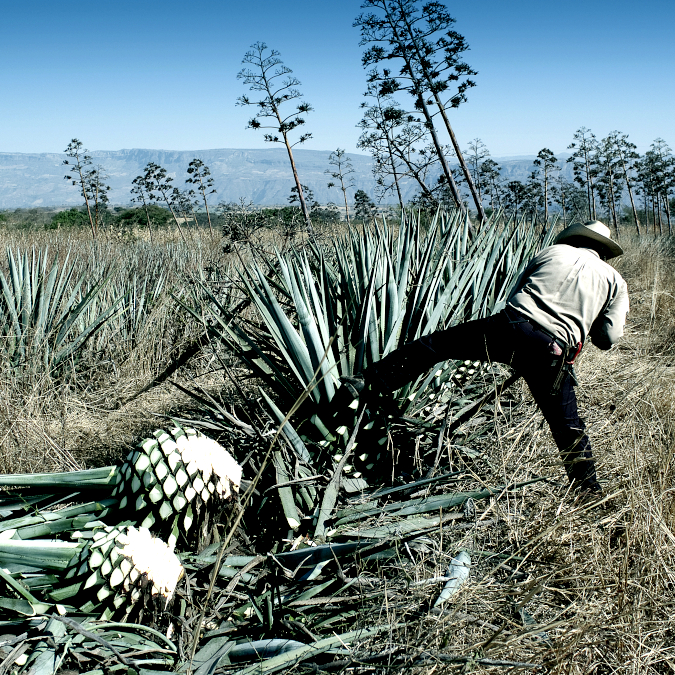 A Brief History Of The Agave Plant