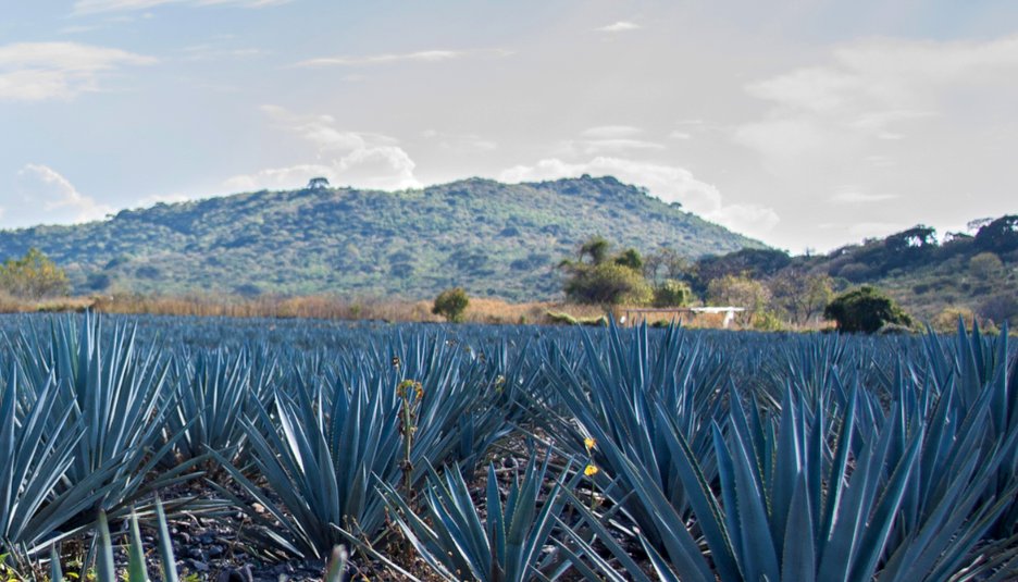 A Brief History Of The Agave Plant